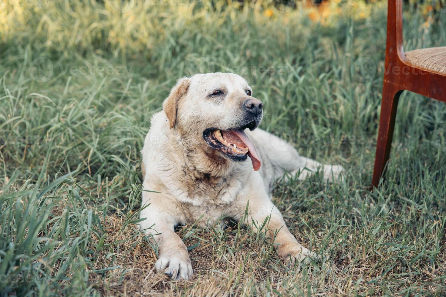 labrador resting on grass with open mouth and tongue out summer outdoor scene with green lawn and wooden chair concept of pet care veterinary clinic animal shelter photo