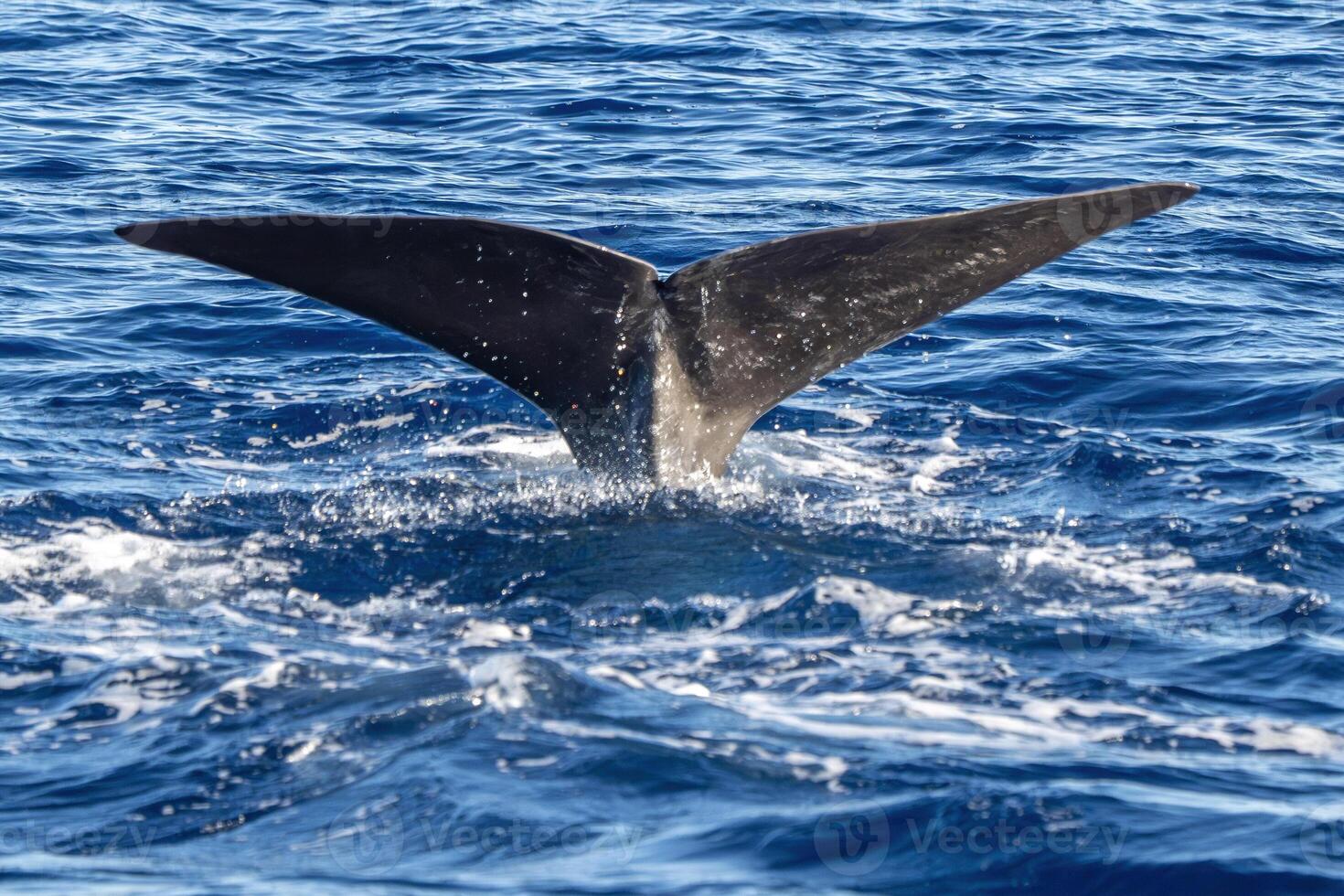 Detail of tail of a Spermwhale Sperm whale while deep diving from sea surface close up at sunset photo
