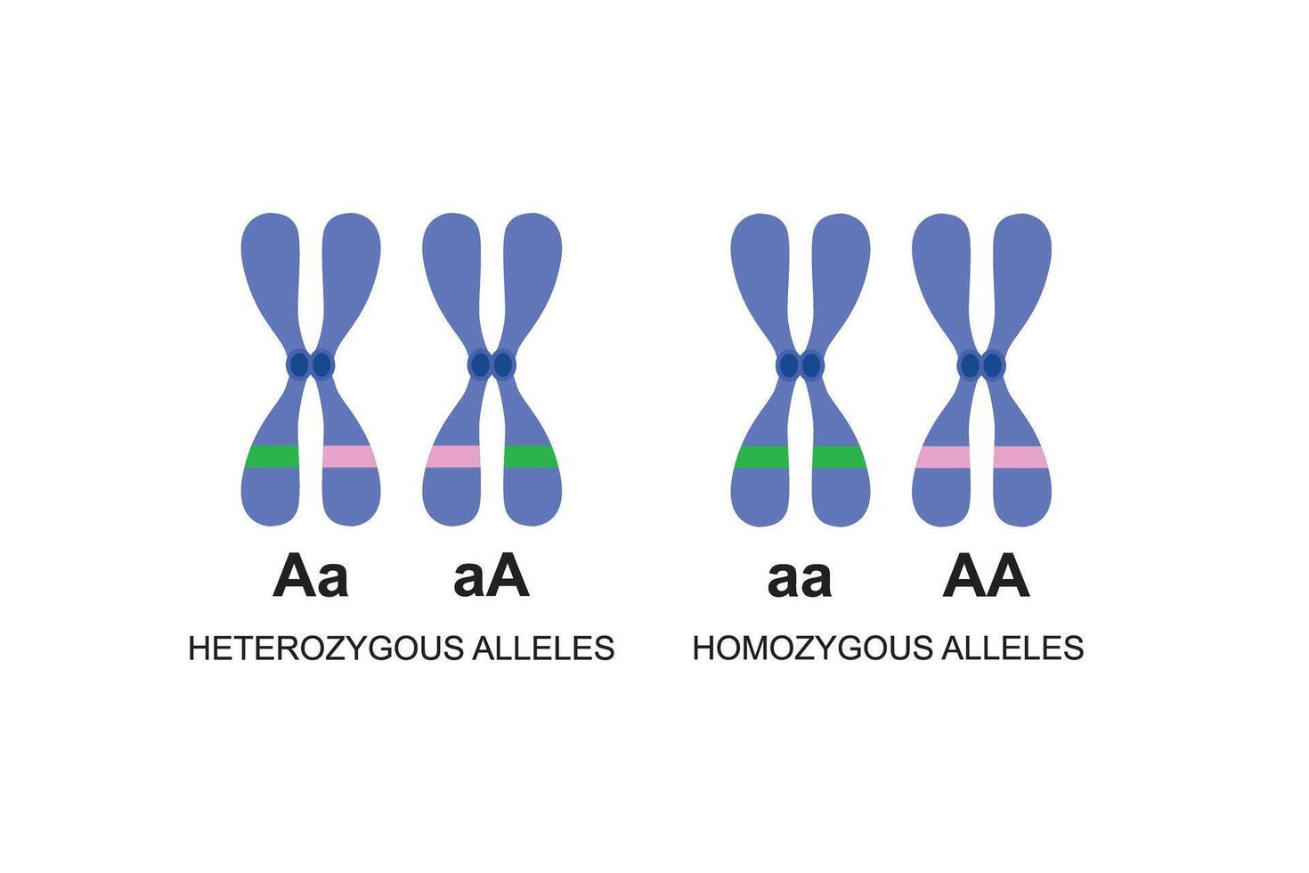 illustration of genes and alleles vector