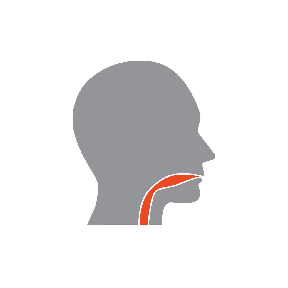 Oral cavity, pharynx and esophagus color icon. Upper section of alimentary canal. Isolated vector