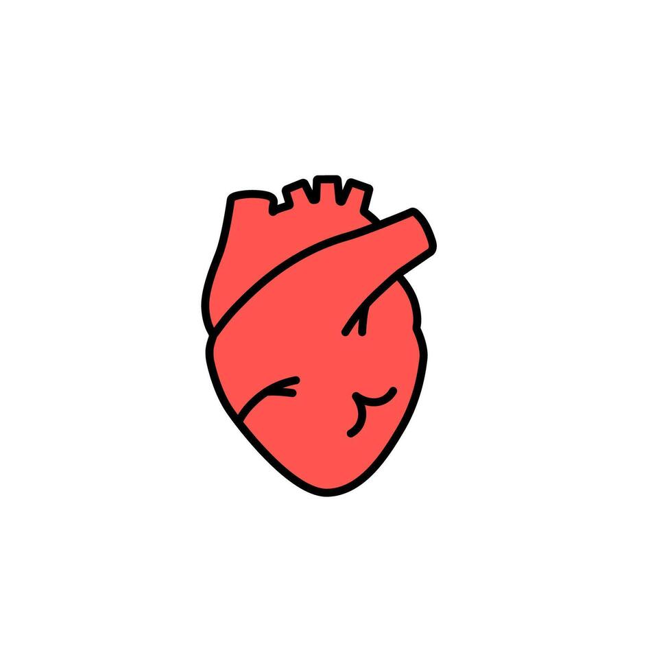 Heart anatomical design with simple lines showcases structure and circulation vector