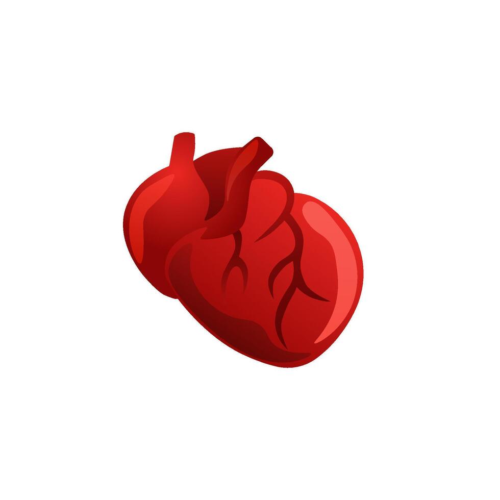 Stylized anatomical heart in red with vivid vein patterns and realistic shading vector