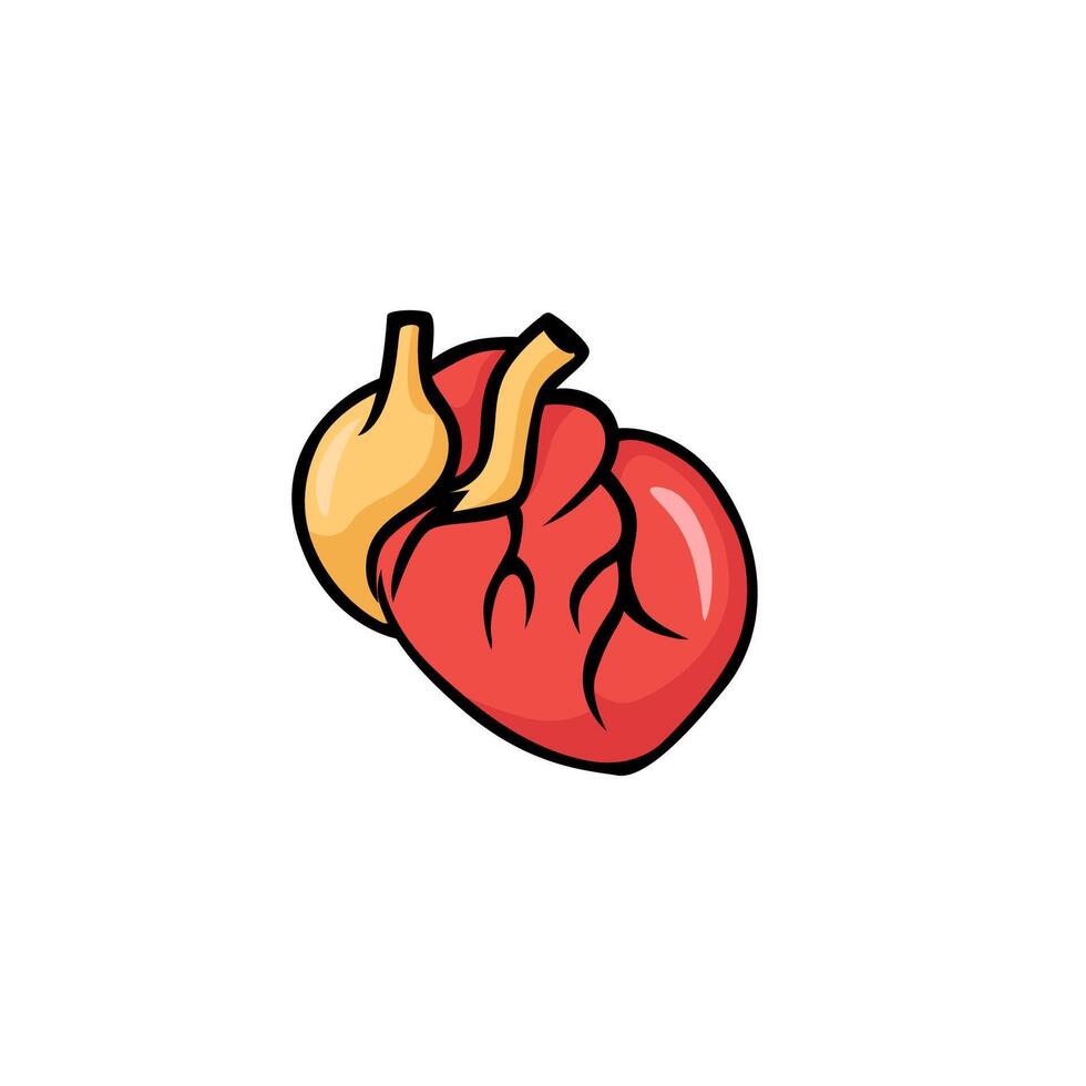 Heart illustration showing anatomical design with bold colors and smooth outlined details vector