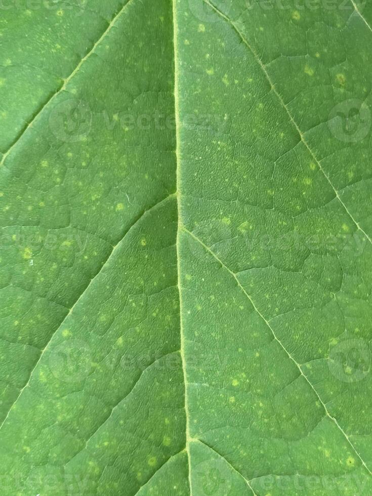 Leafy green background photo