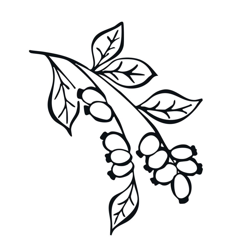 Wild Rose Branch Berry Hand Drawn, Leaf, Flower. Sketch VeIllustration. Dog rose, rosehip plant. Summer or Autumn Harvest, jam or Marmalade Vegan Ingredient. Menu, package, cosmetic, food design vector