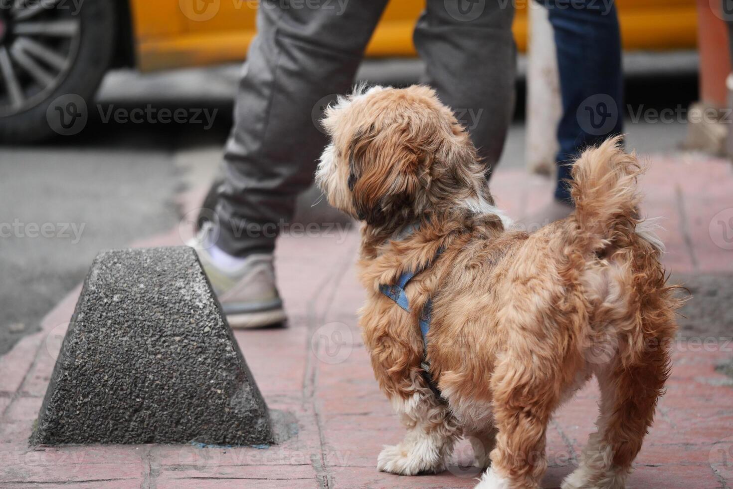 Small dog standing on sidewalk near a busy street corner. lost dog concept. photo