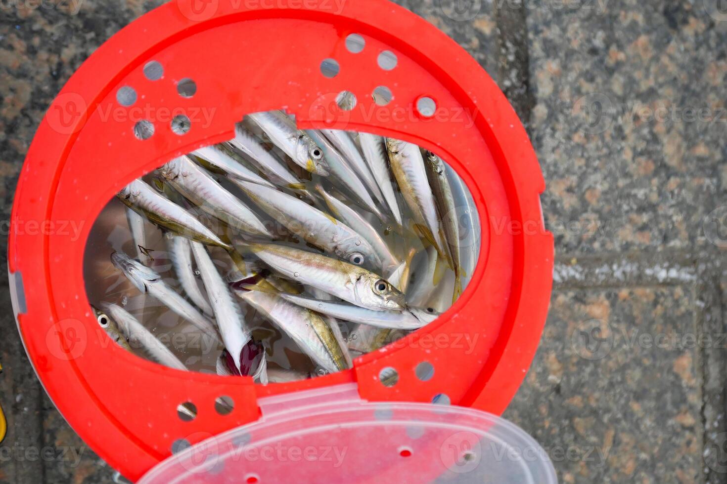 Fresh catch of small fish in red bucket by the shore photo