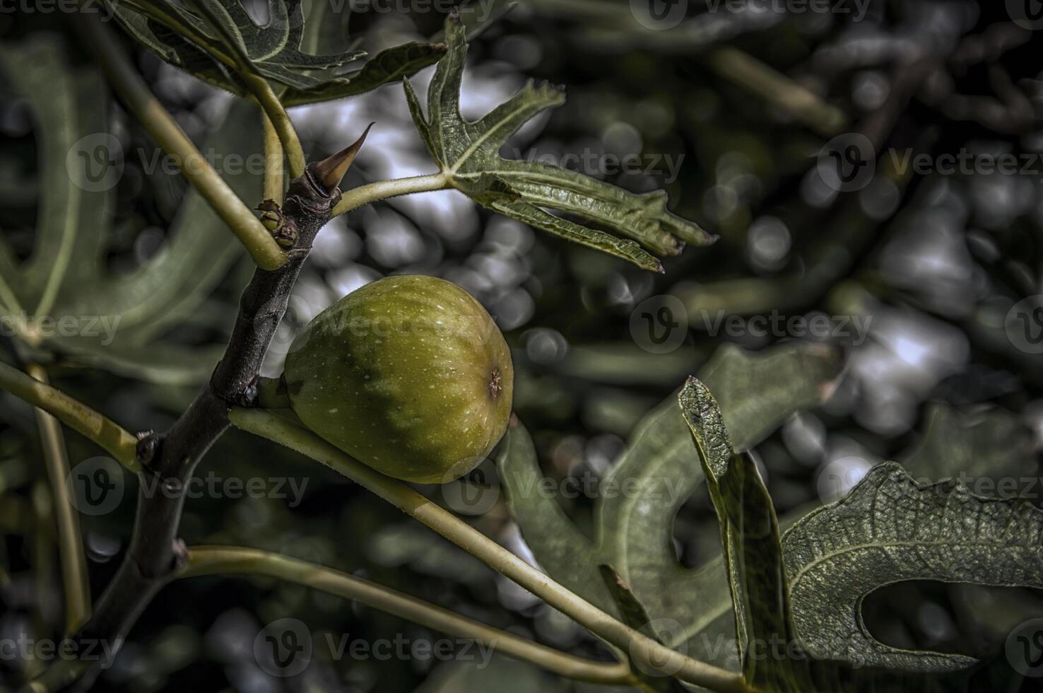 A closeup photo of a single green fig on a tree branch