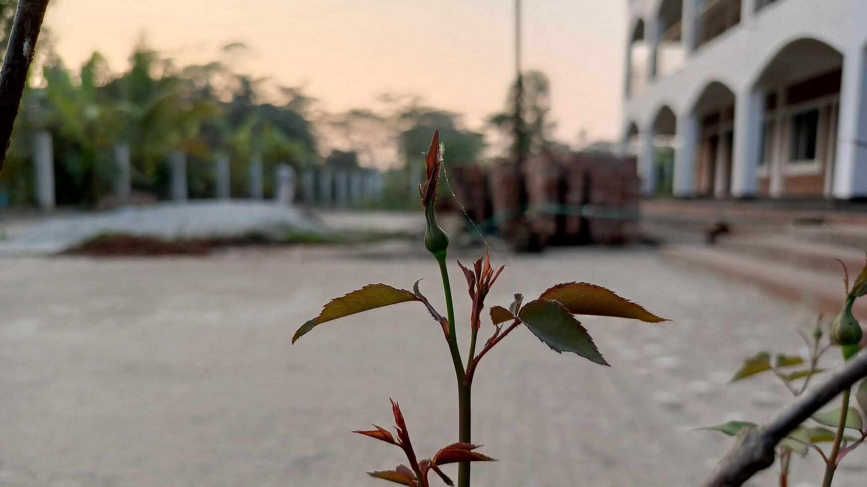 New Rose Bud in Front of a Building at Sunset. photo