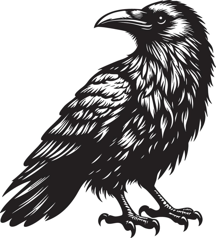 Elegant Black Crow Bird Perched Side View Detailed Illustration vector