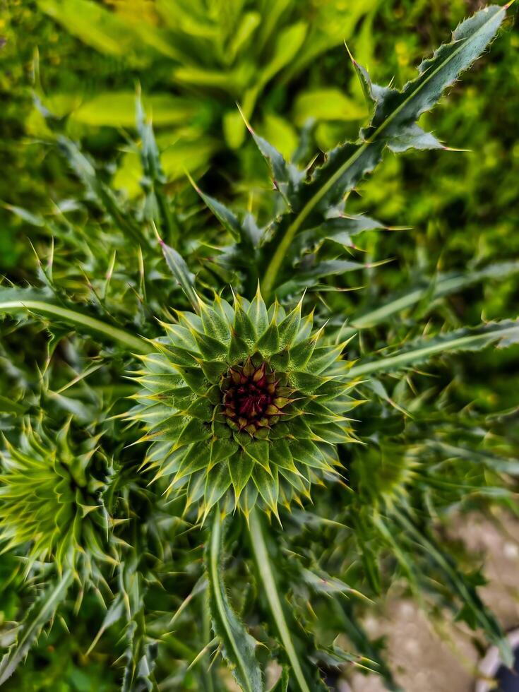 A small green flower with brown petals. The flower is surrounded by green leaves. The flower is the main focus of the image photo