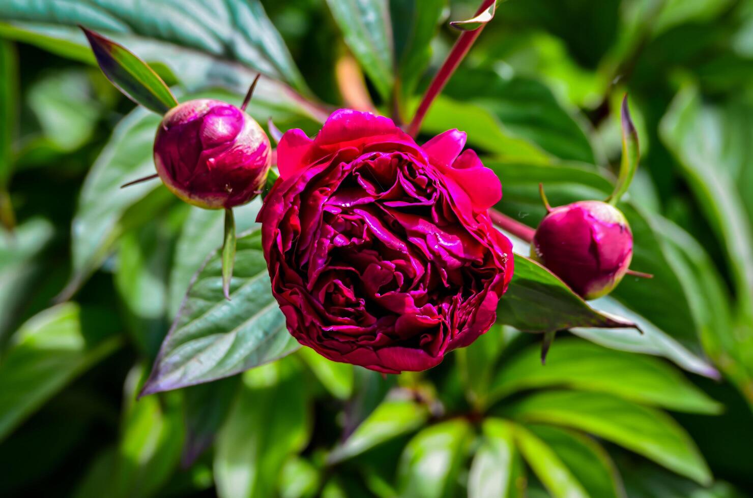 A close up of a red flower with three buds. The flower is surrounded by green leaves. The flower is in full bloom and he is very healthy photo