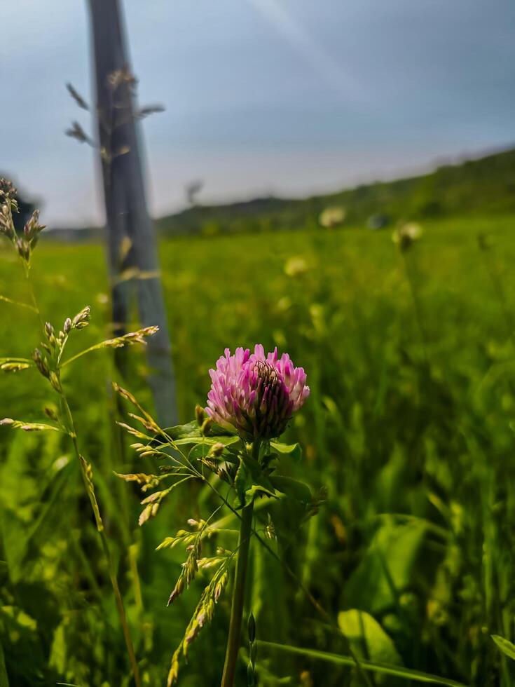 A lone pink flower stands in a field of green grass. The flower is the only thing visible in the image, and it is surrounded by tall grass. The scene is peaceful and serene photo
