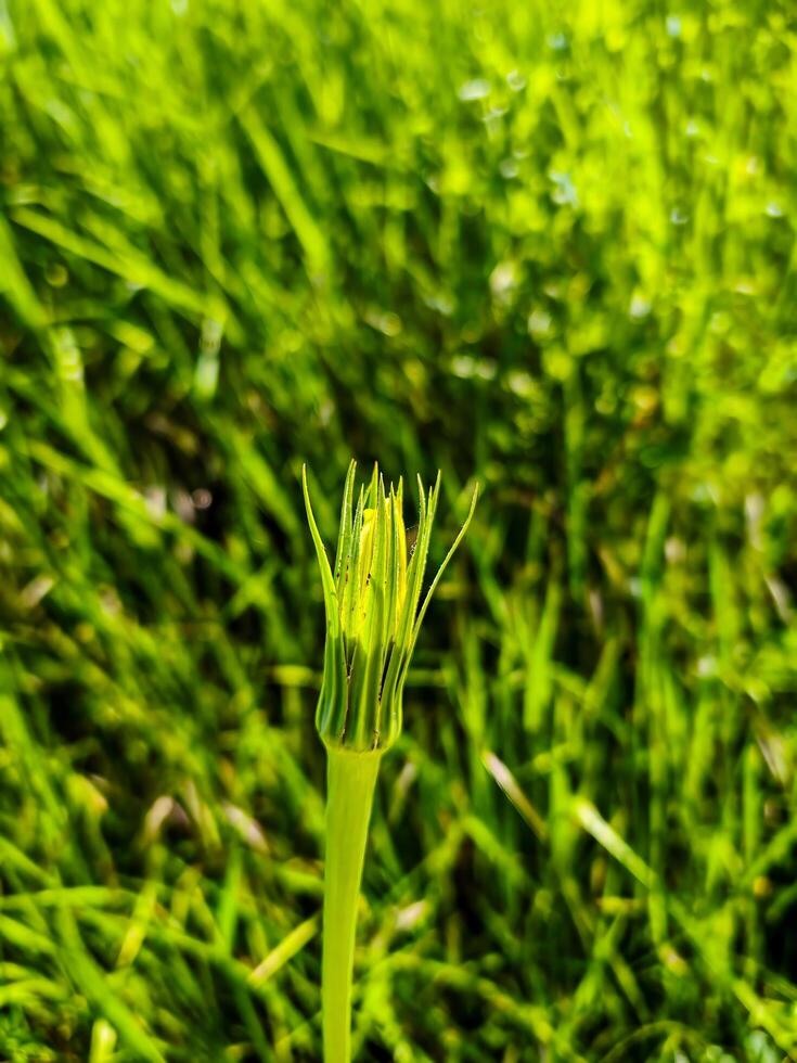 A green plant with a single leaf is the main focus of the image. The grass surrounding the plant is also green and lush, creating a serene and peaceful atmosphere photo