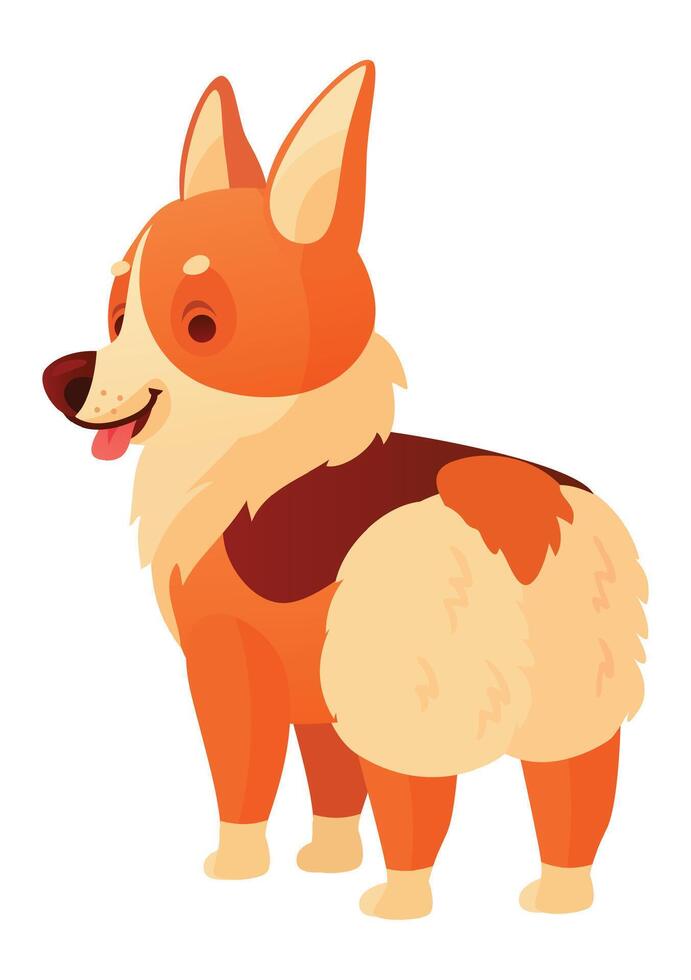 Cartoon illustration of a cute welsh corgi dog standing on all fours and turning its head back, showing its fluffy butt, isolated on white background vector