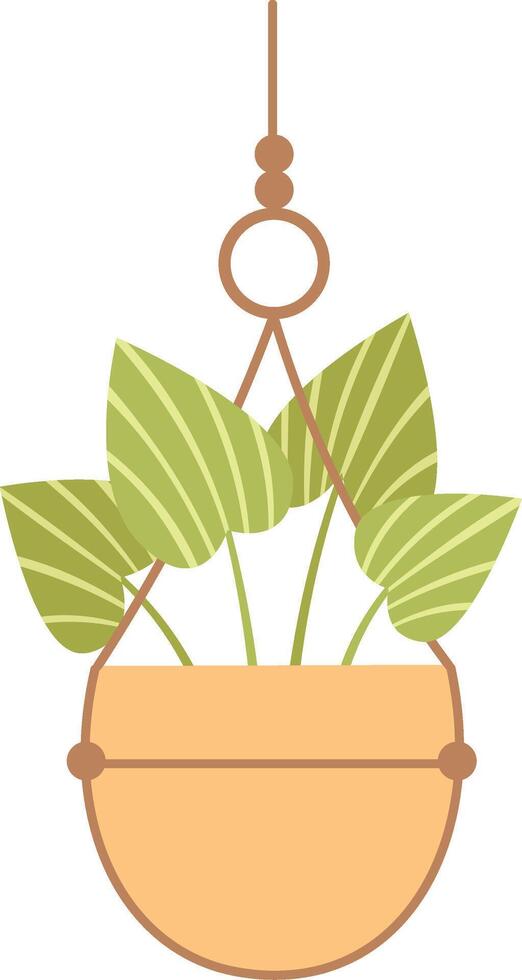 Decorative houseplant featuring striped leaves hangs gracefully from the ceiling in a macrame planter, enhancing interior spaces with a refreshing touch of nature and greenery vector