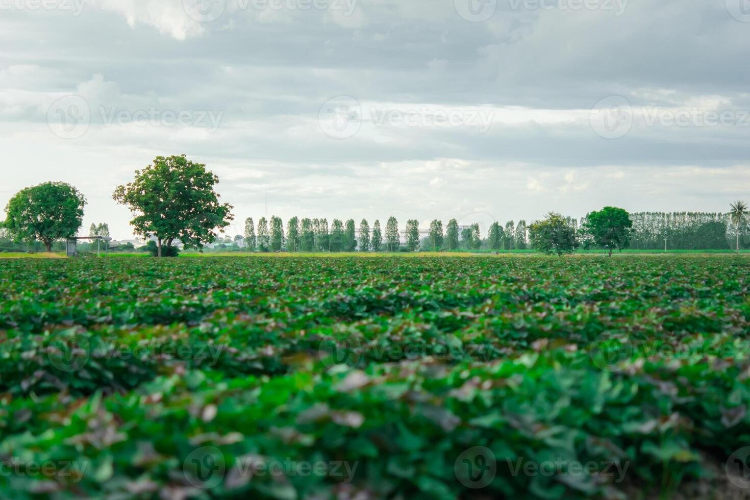 A field of green plants with trees in the background photo