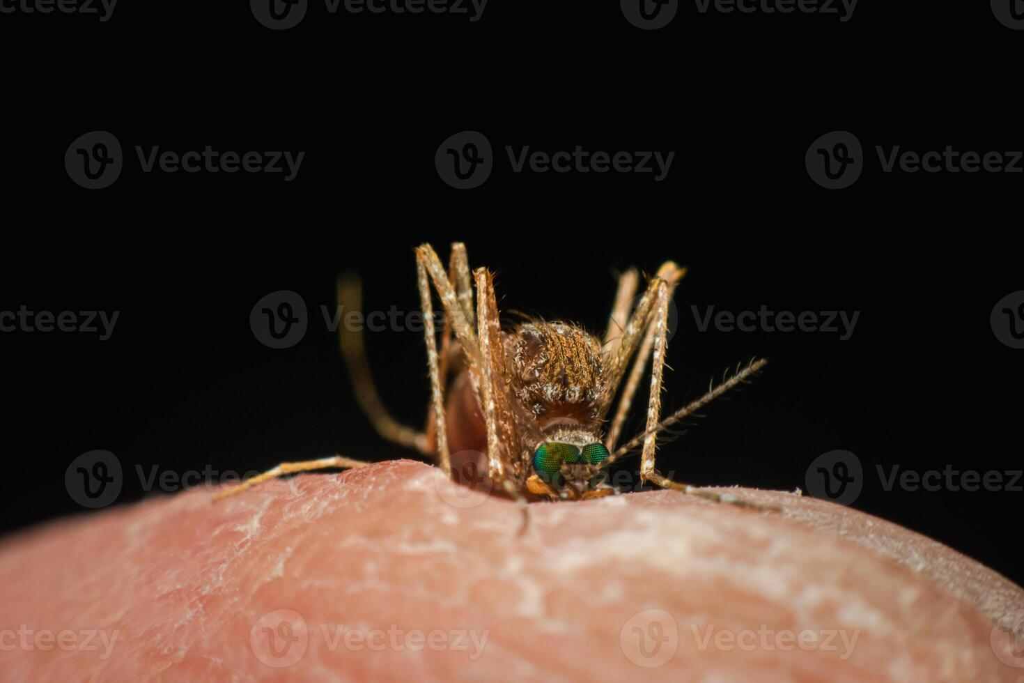 A mosquito on a finger with a black background photo