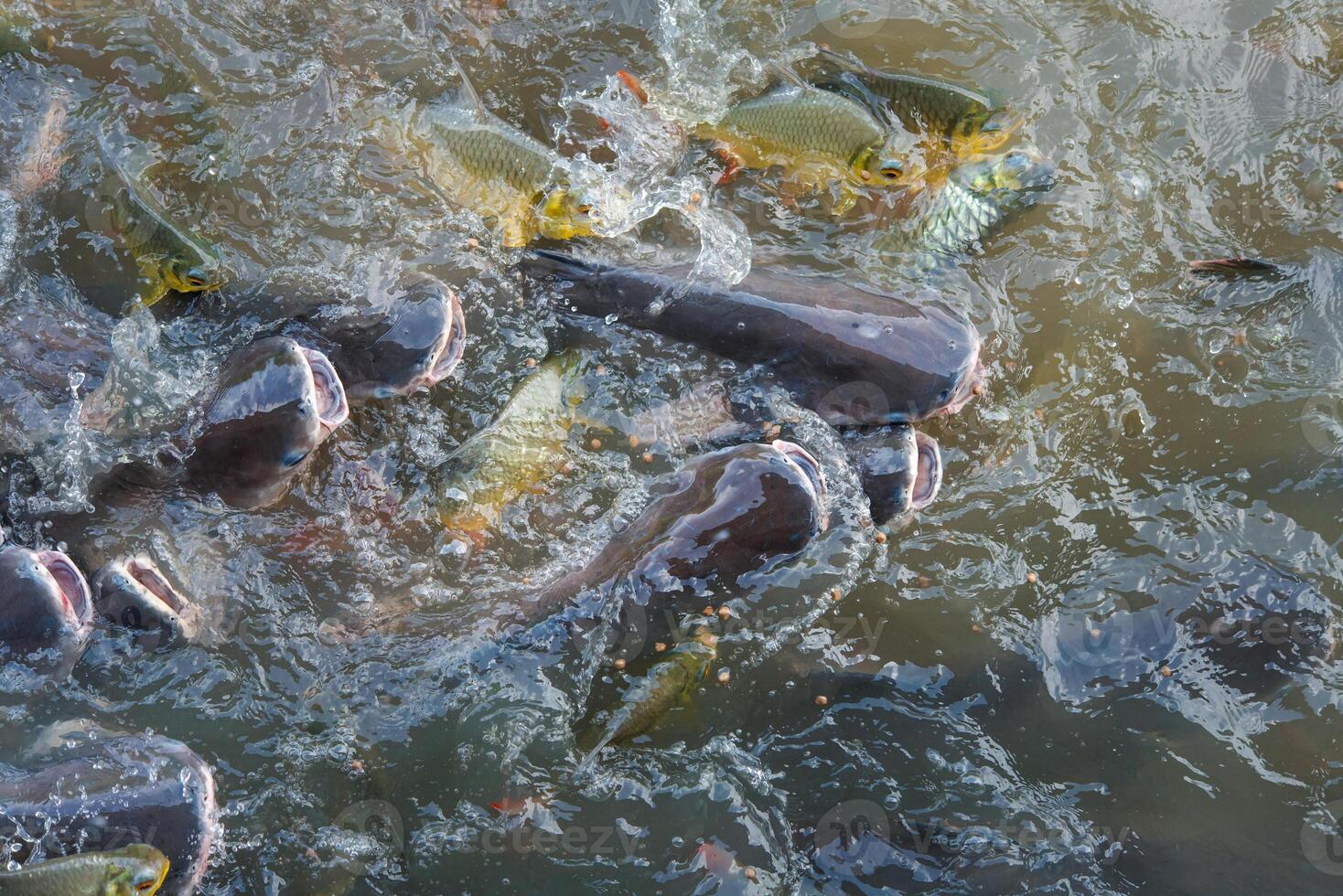 A group of fish swimming in a body of water photo