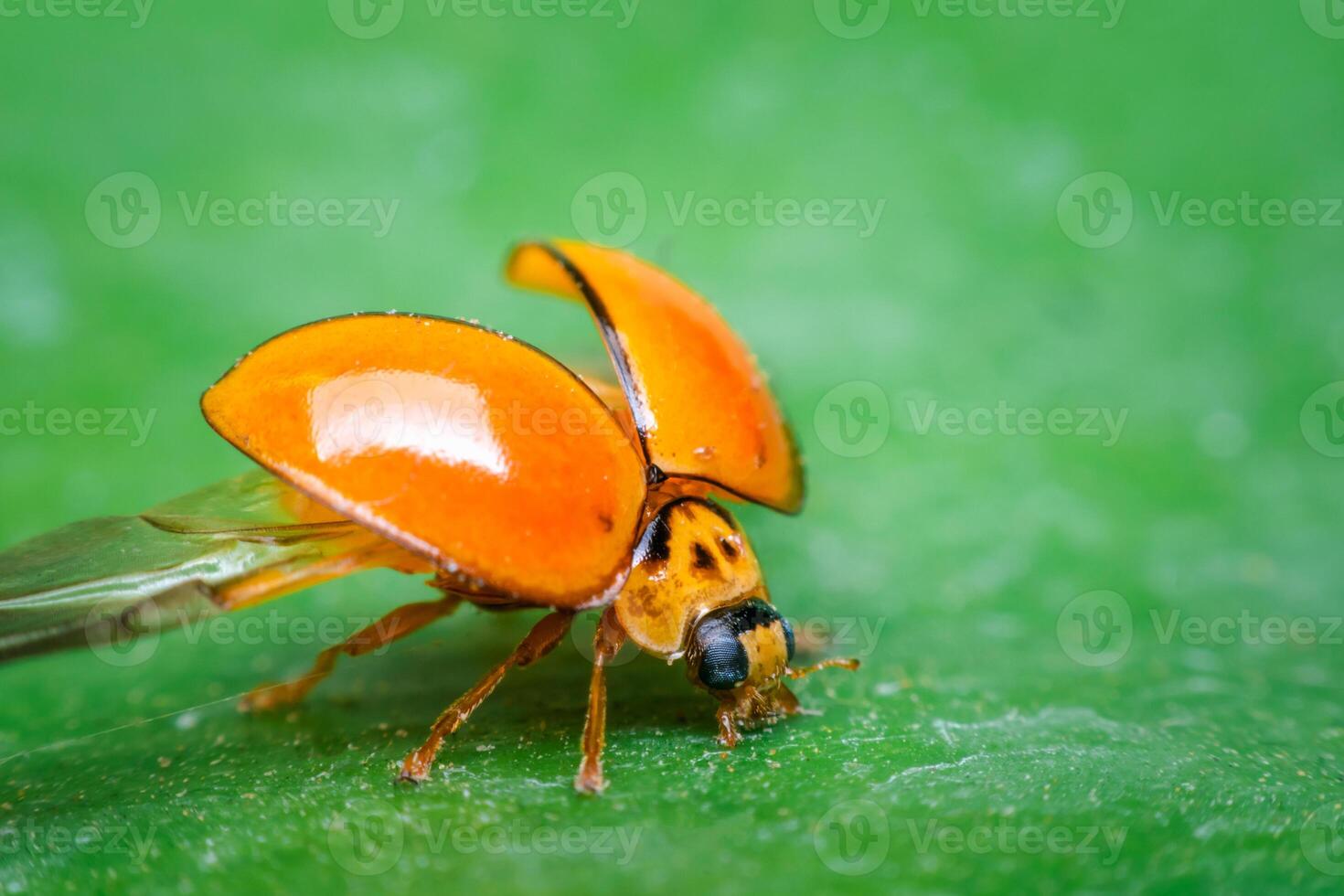 Orange ladybug on green leaf photo