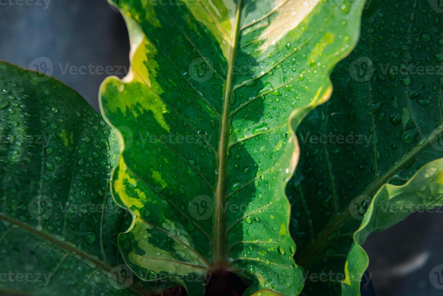 A close up of a plant with water droplets on it photo