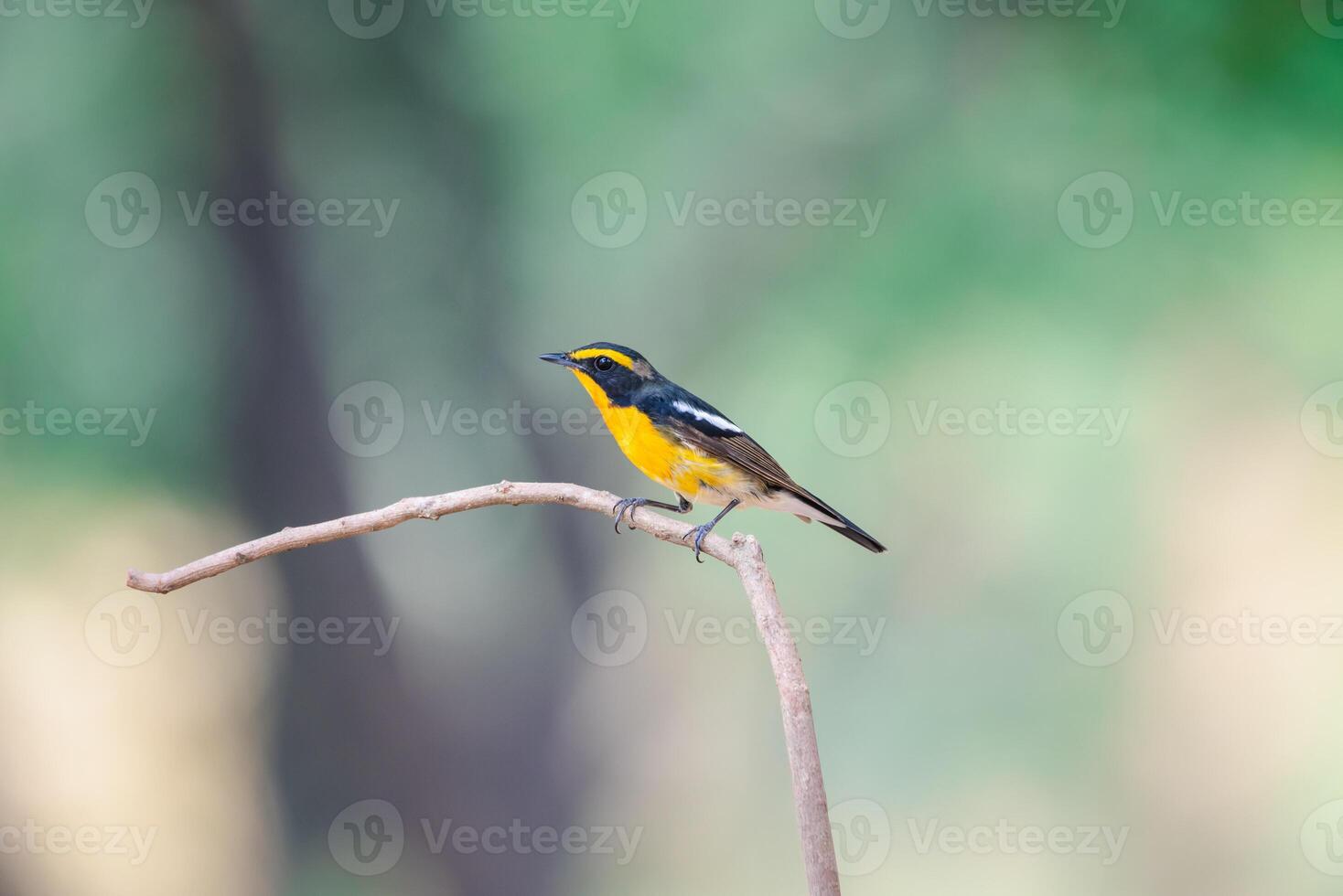 A yellow and black bird sitting on a branch photo