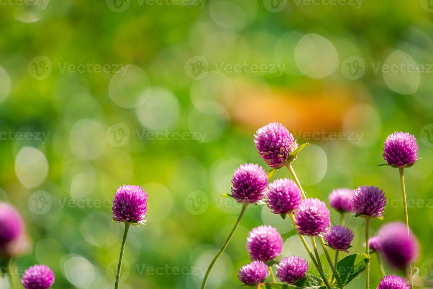 Purple clover flowers in the grass photo