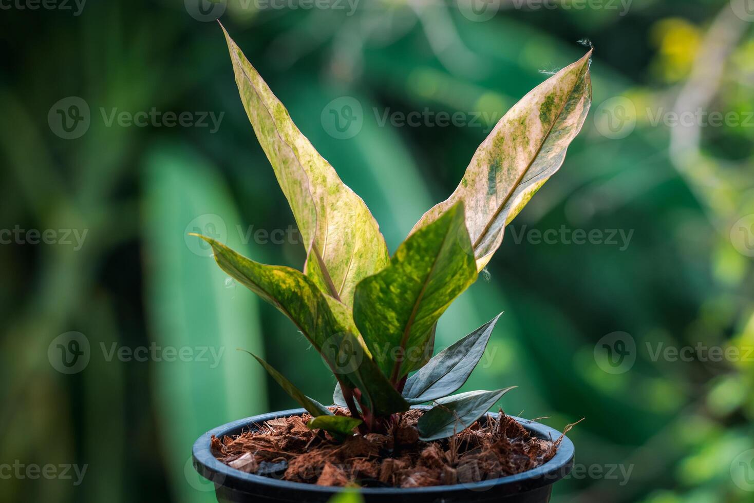 A small plant in a black pot with green leaves photo