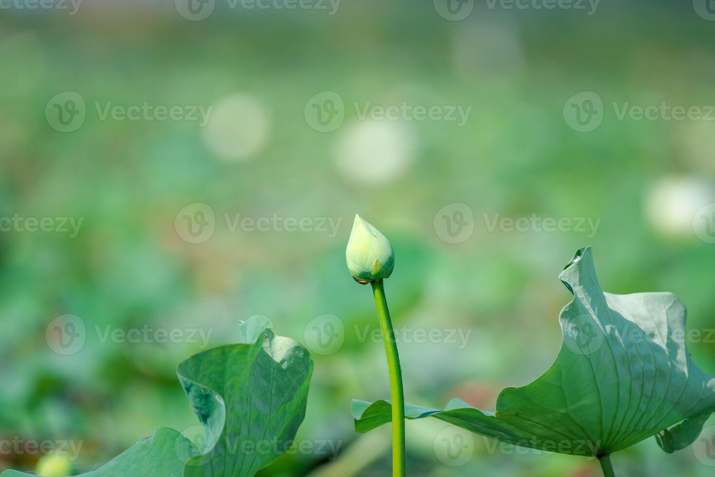 Lotus flower bud in the field photo