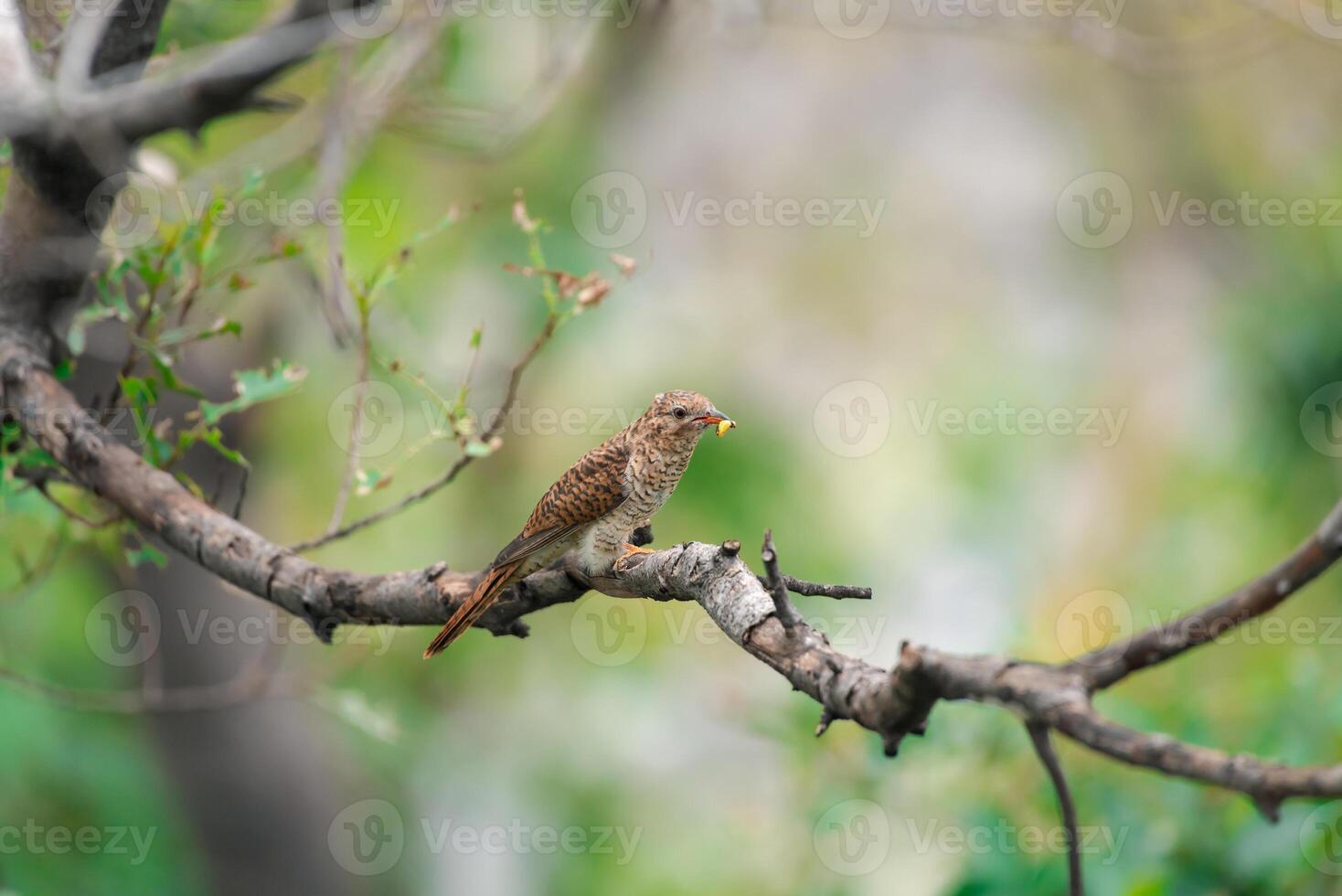 A small brown bird is sitting on a branch photo