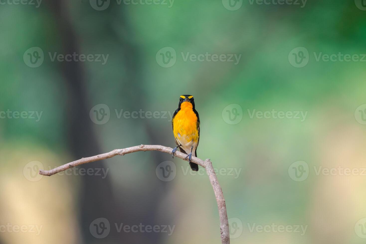 A yellow and black bird is perched on a branch photo