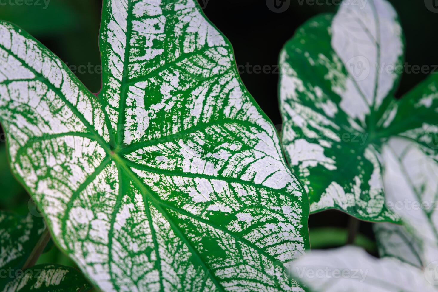 A close up of a green leaf with white spots photo