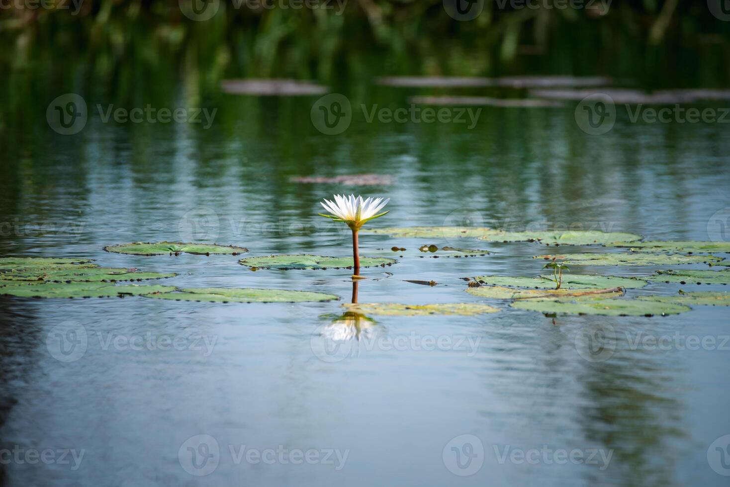 A single white water lily in the middle of a pond photo