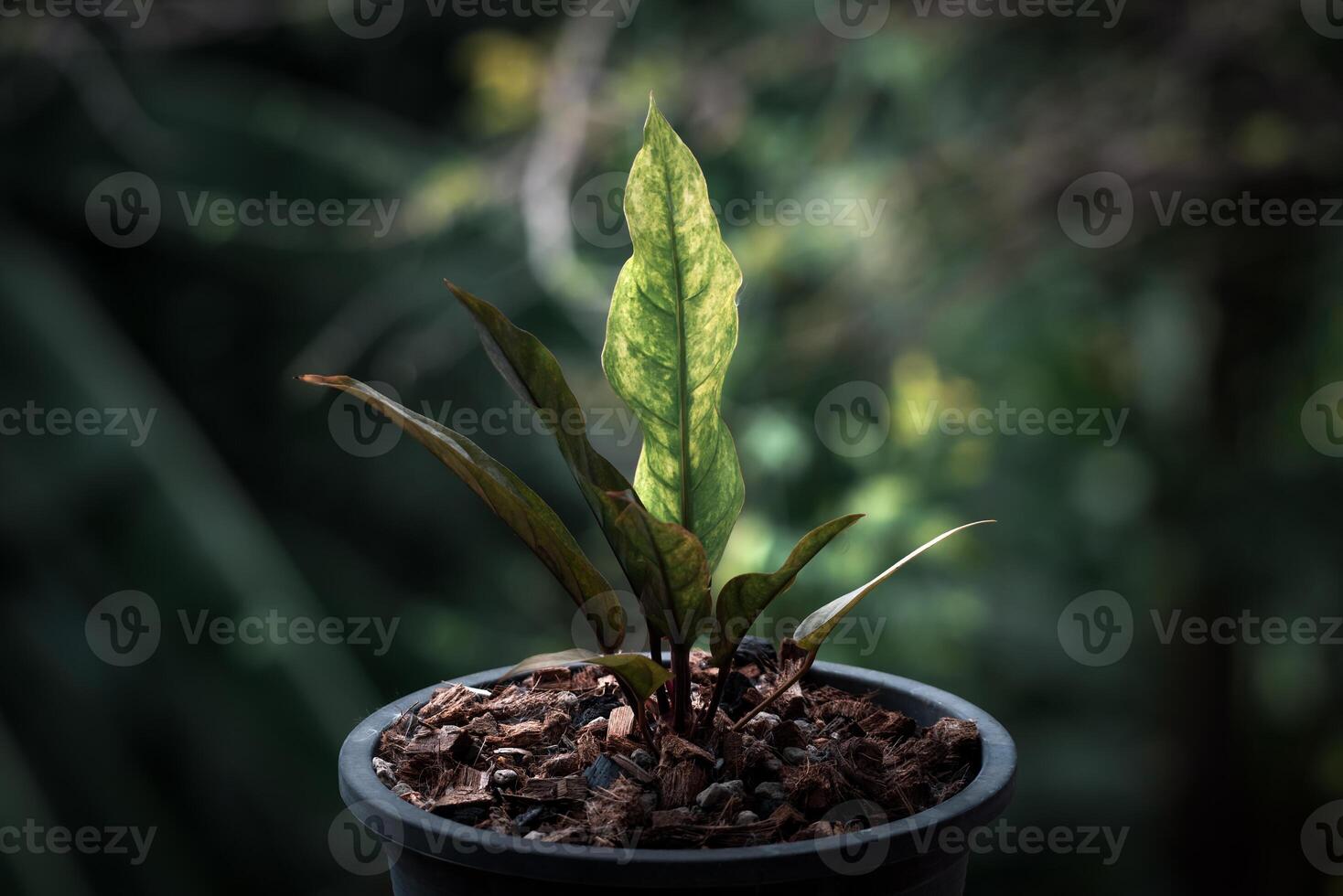A small plant in a pot with brown soil photo