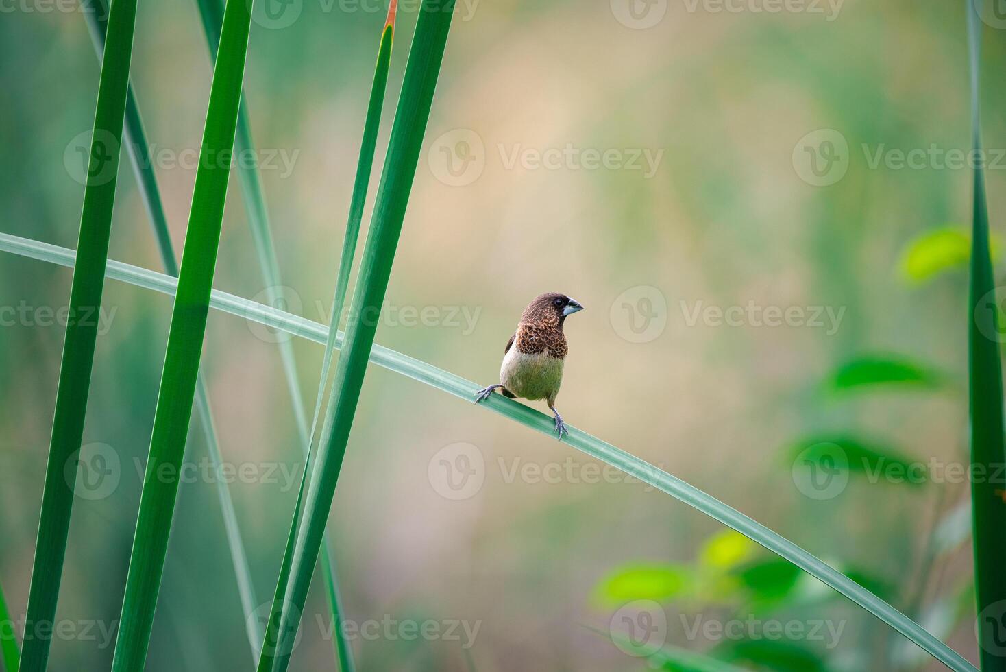 Bird on green grass blade photo