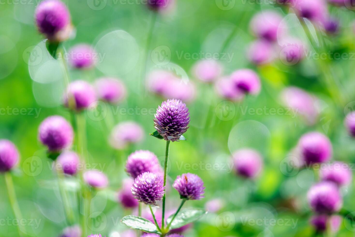 Purple clover flowers in the field photo