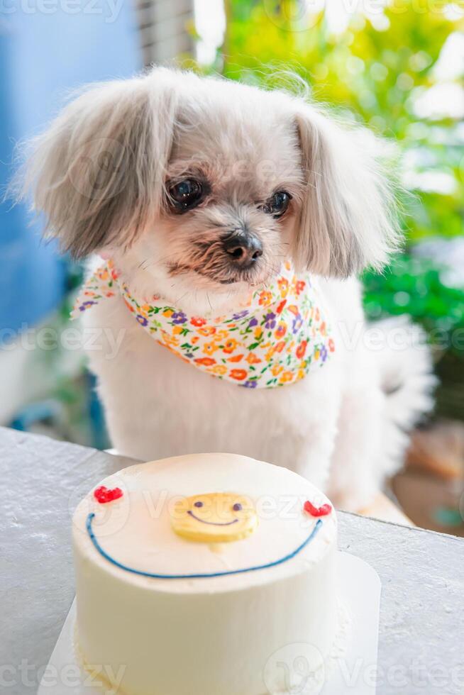 A dog sitting on a table with a cake photo