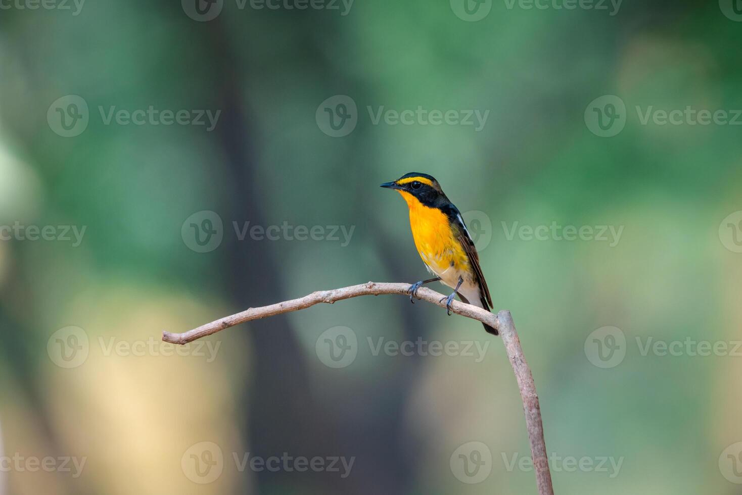 A yellow and black bird is sitting on a branch photo
