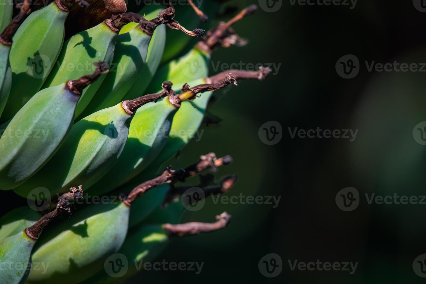 A bunch of bananas growing on a tree photo