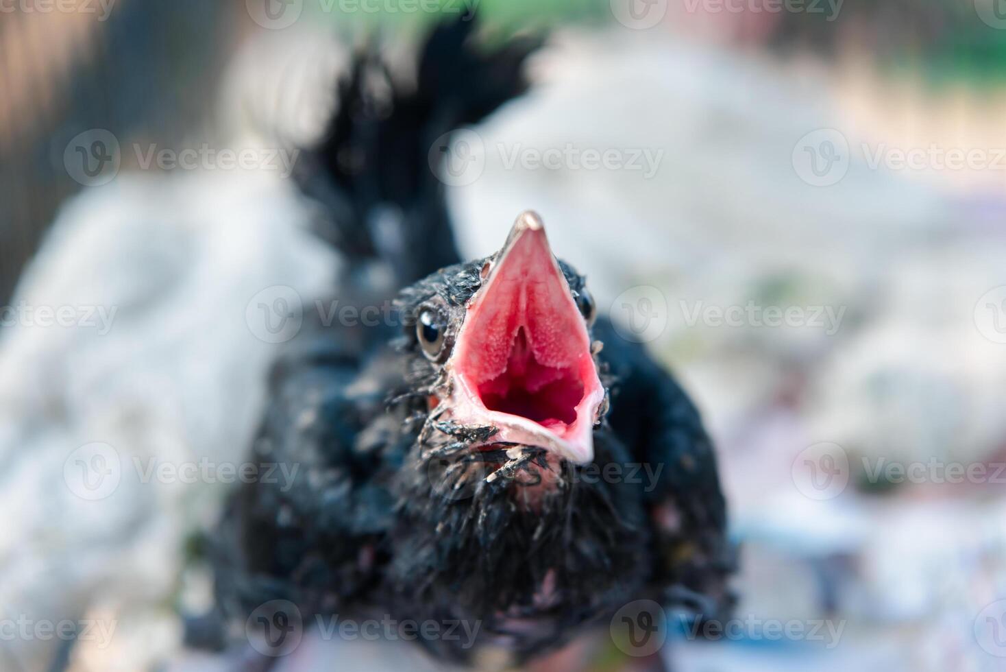 A bird with its mouth open photo