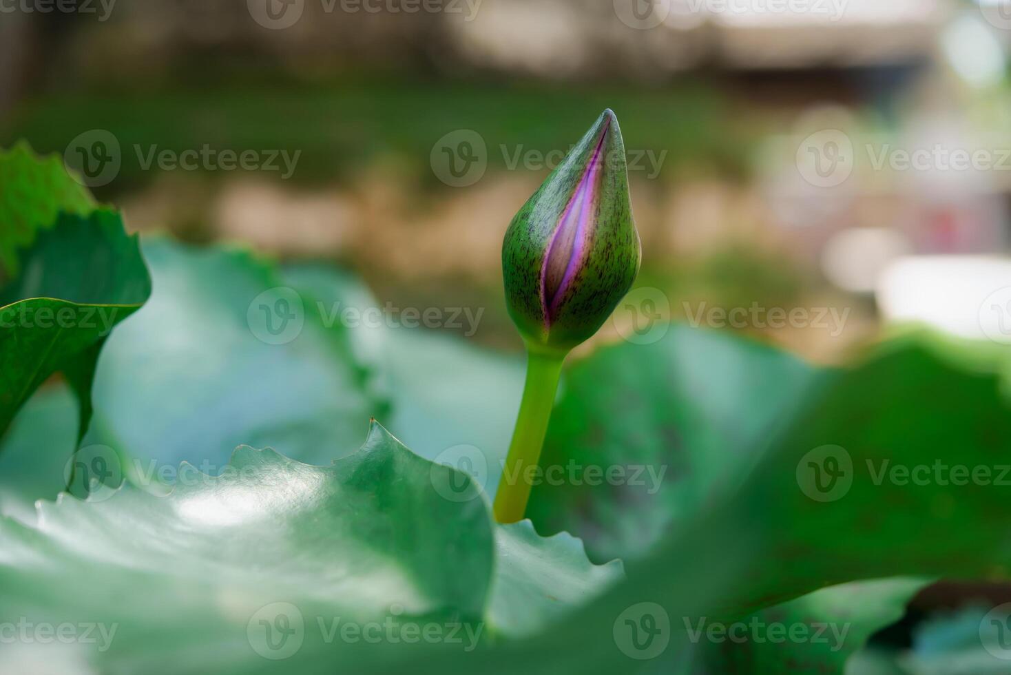 A bud of a lotus flower is growing on a leaf photo