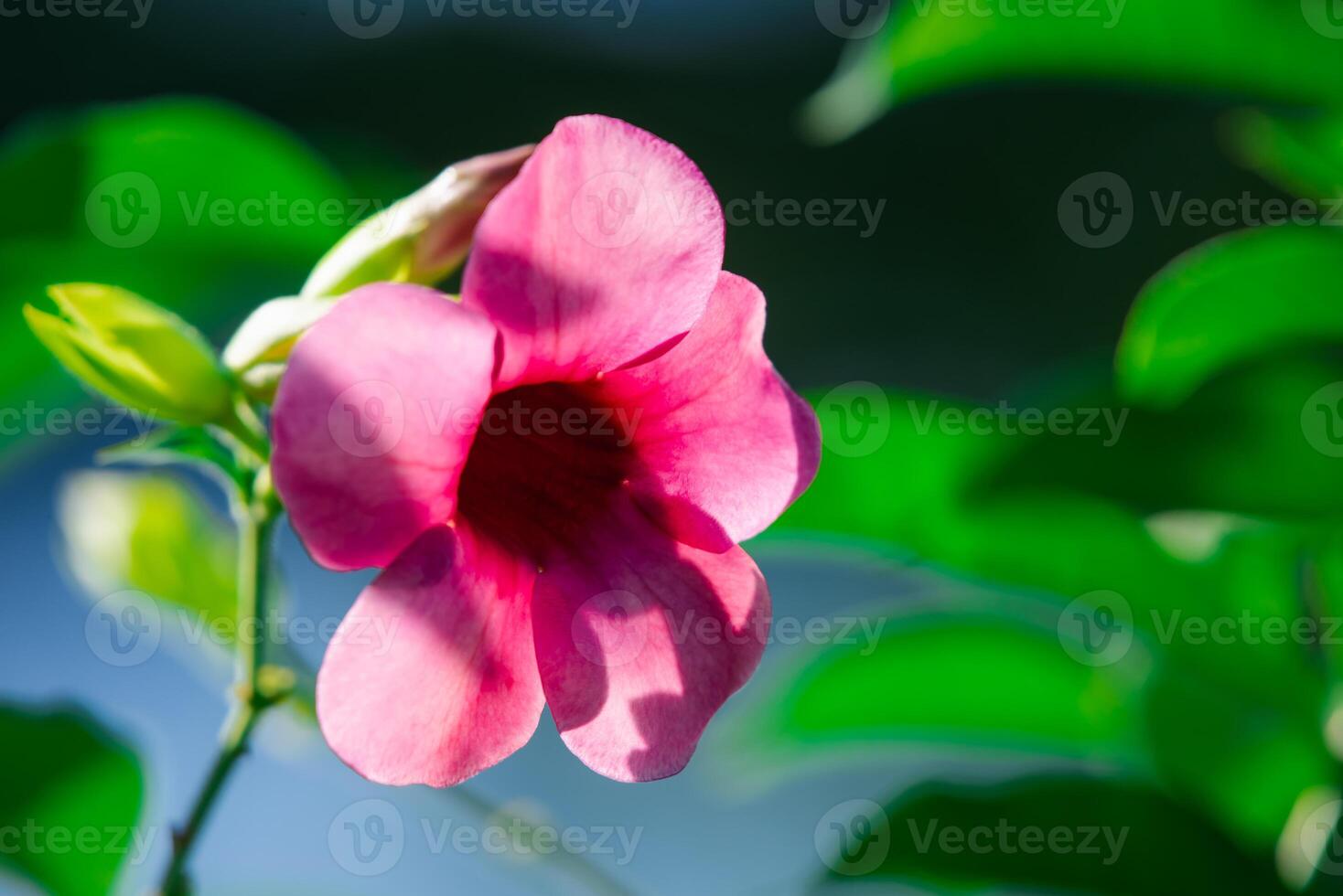 A pink flower is shown in front of green leaves photo