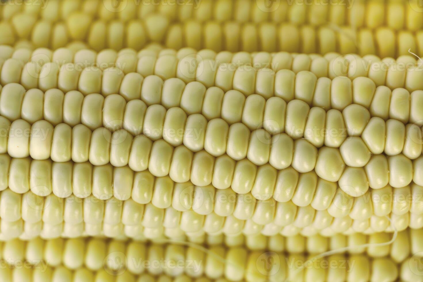 close-up of corn kernels, showing smooth texture and natural shine. photo