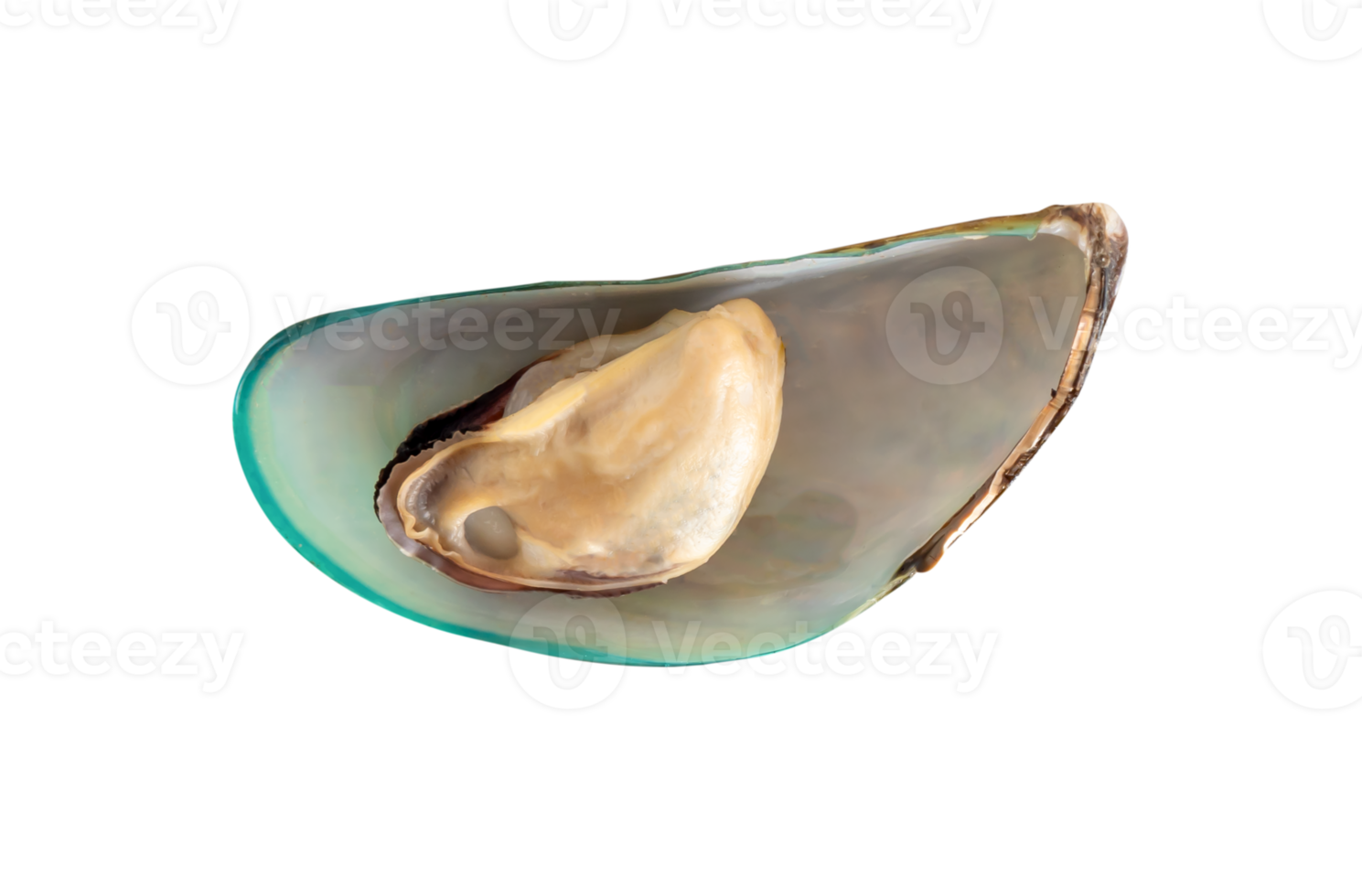 Single cooked or steamed green mussels isolated with clipping path in file format png