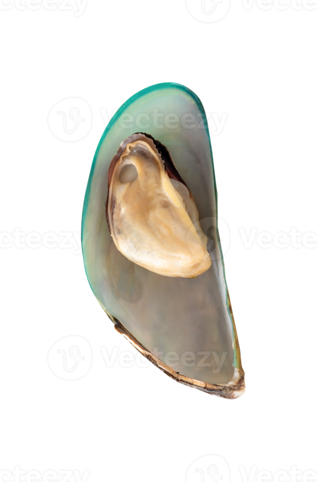 Top view of single cooked or steamed green mussels isolated with clipping path in file format png
