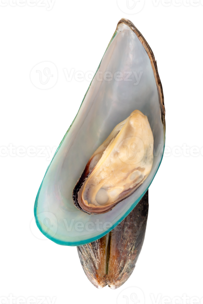 Two steamed green mussels in stack isolated with clipping path in file format png