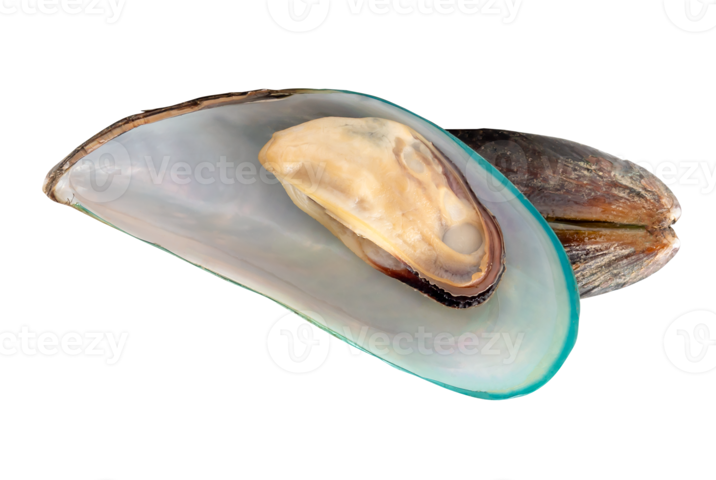 Cooked or steamed green mussels in strange heap isolated with clipping path in file format png