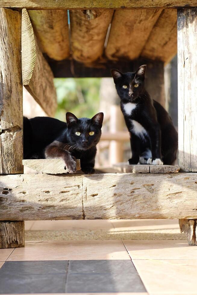 Adorable couple tabby black cats sitting together under wooden table on terrace in natural sunlight in countryside of Asian photo
