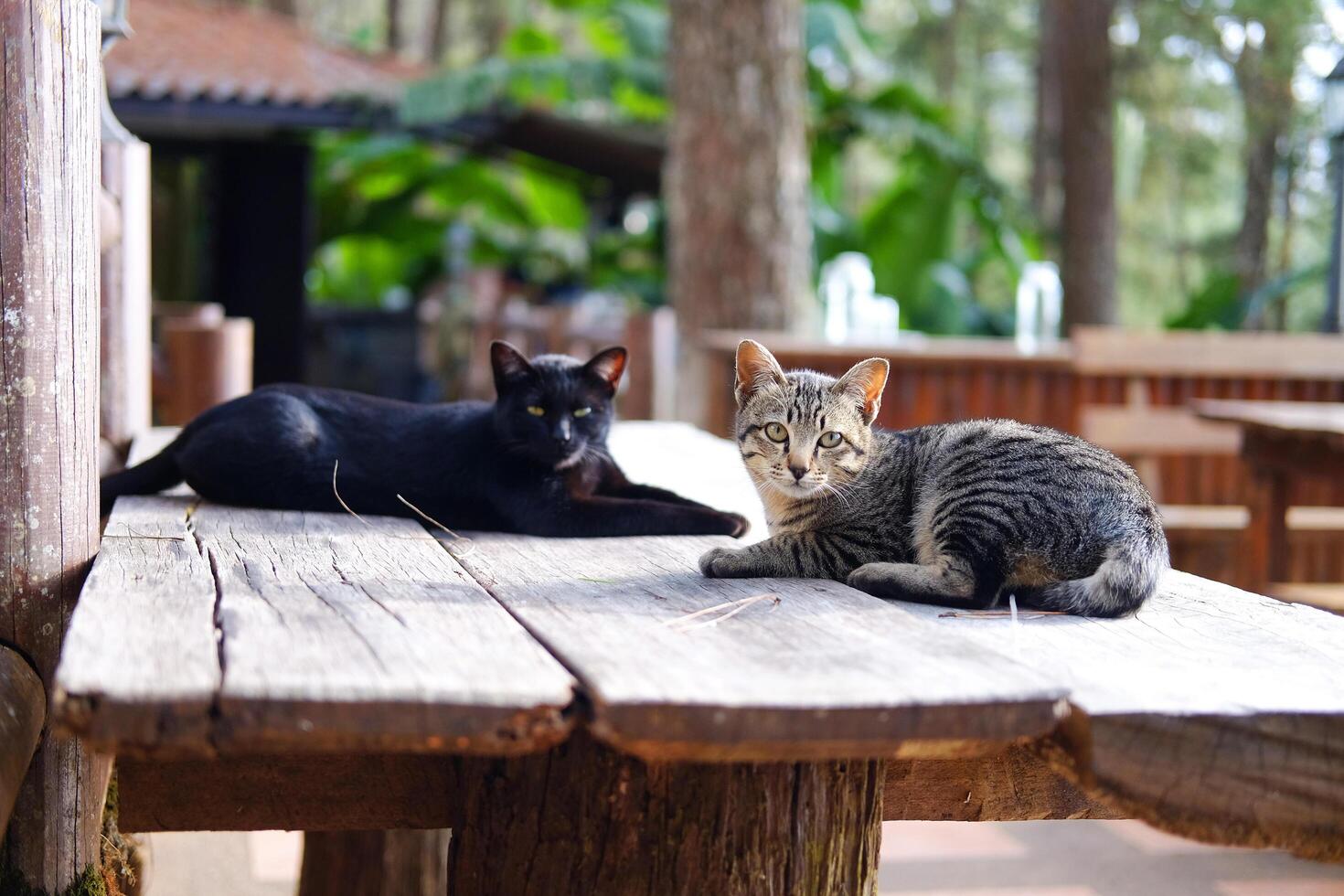 Adorable tabby striped grey cat and black cat sitting together on wooden terrace in natural sunlight in countryside of Asian photo