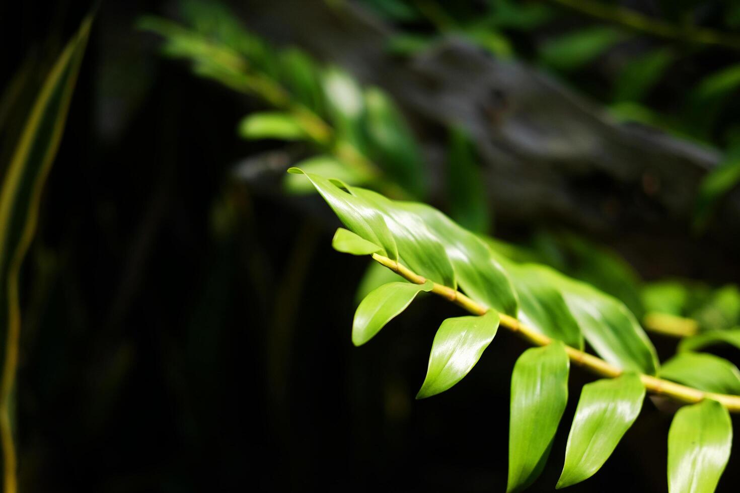 Close up green fern leaves in natural sunlight growing in the garden. copy space photo